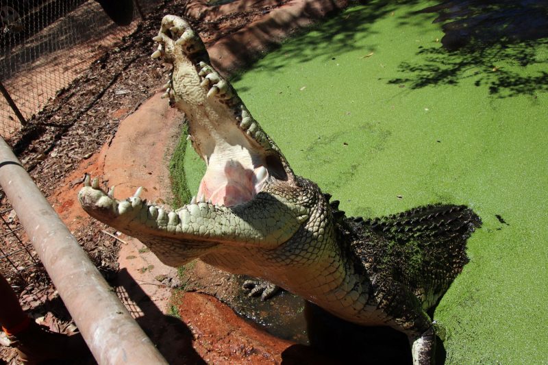 Crocodile Jaws
